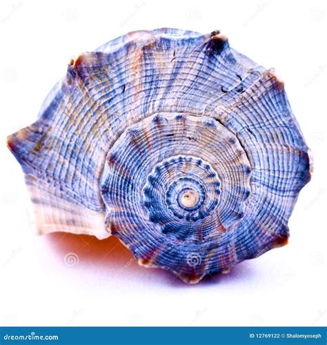 Image result for Blue Sea Shell Vector