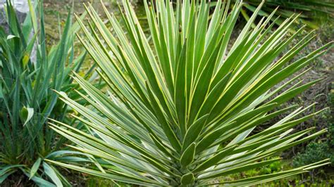 Image result for How to Propagate an Outdoor Yucca
