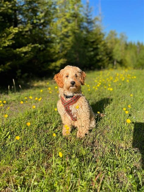 Image result for Cockerpoo