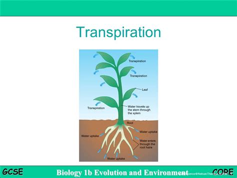 Transpiration Stream Diagram for Year 9 に対する画像結果