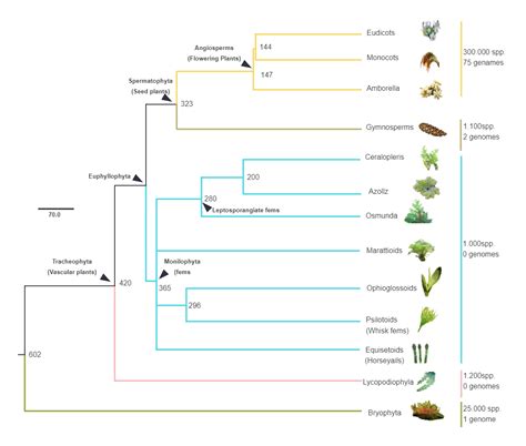 Image result for Biological Evolution Tree