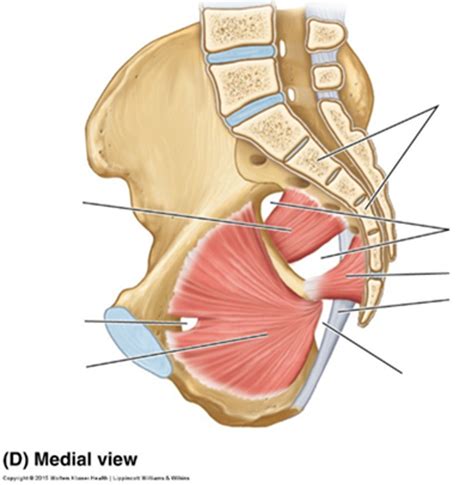Image result for Pelvis Muscles Front View