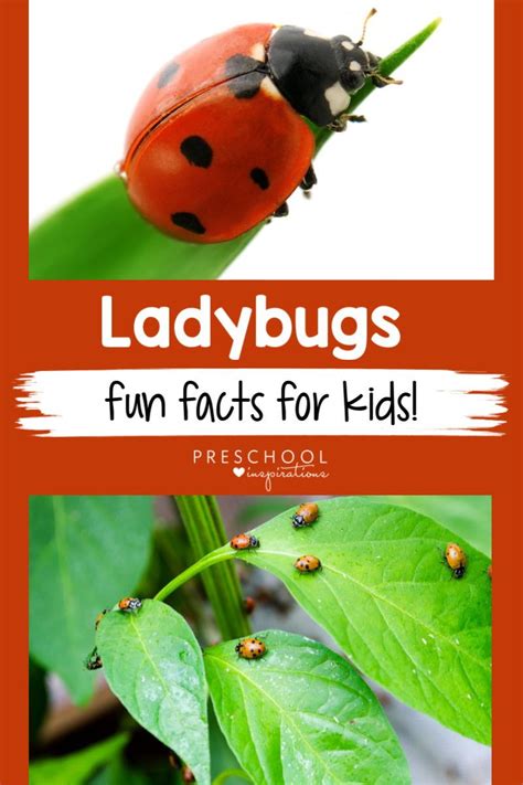 Image result for Ladybug Fun Facts for Kids