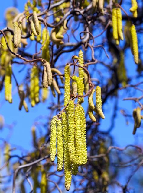 Image result for Pine Tree Catkins