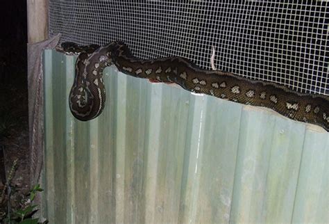 Afbeeldingsresultaten voor Coastal Carpet Python Hibernating