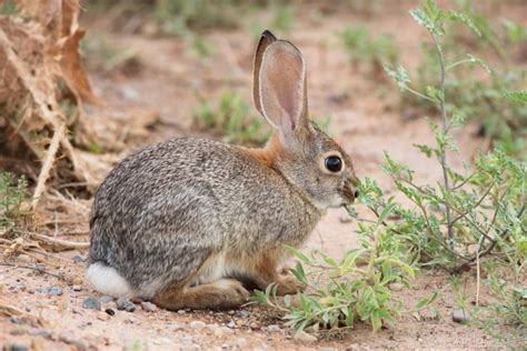 Toradh íomhá ar Cottontail Rabbit Predators