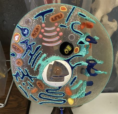 Image result for Lab Cell Model Labeled