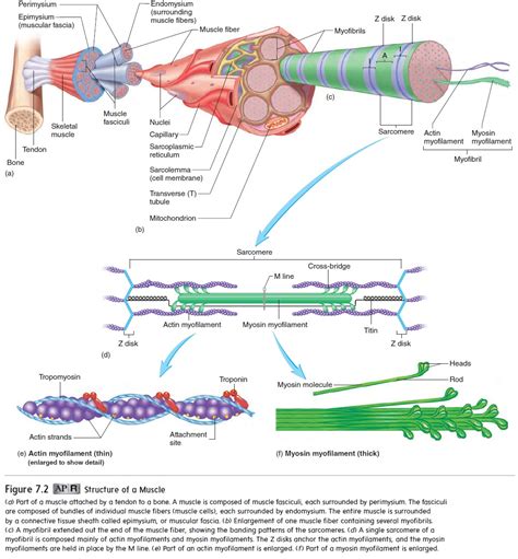 Toradh íomhá ar Structure of Actin and Myosin