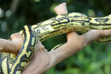 Image result for Jungle Carpet Python Snake