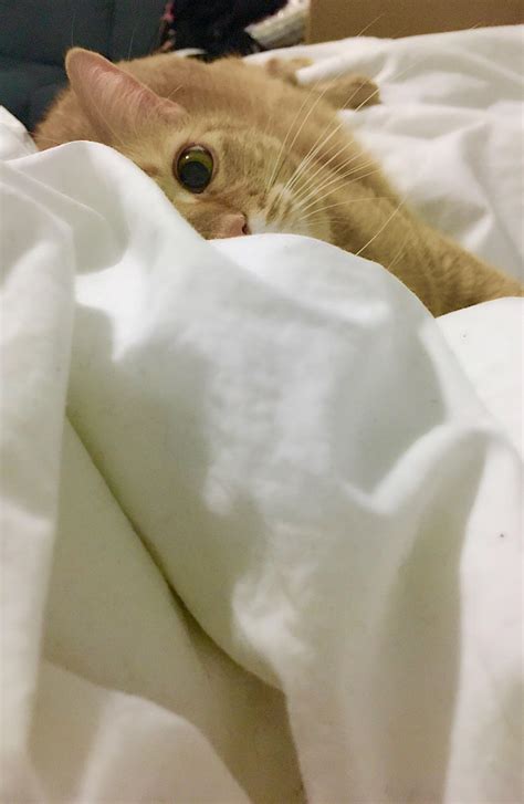 Afbeeldingsresultaten voor Jaws Theme Song