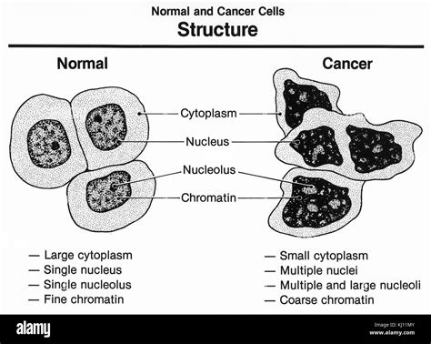 Afbeeldingsresultaten voor Normal vs Cancer Cells