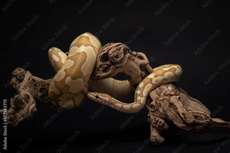 Image result for Cute Brown Python