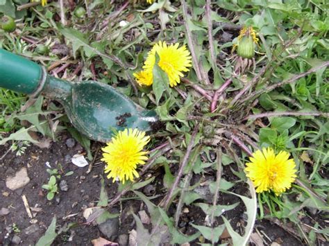 How to identify 25 common weeds and control them – Artofit