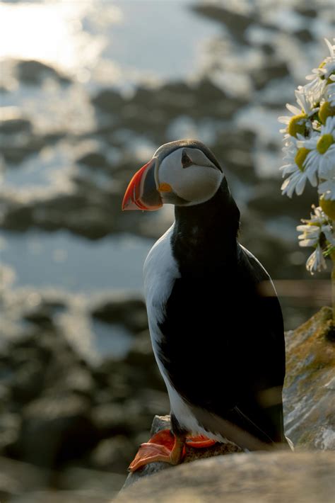 Image result for Windows Spring Screensaver