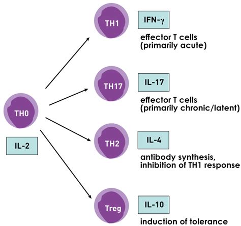 Image result for Th2 Modulator