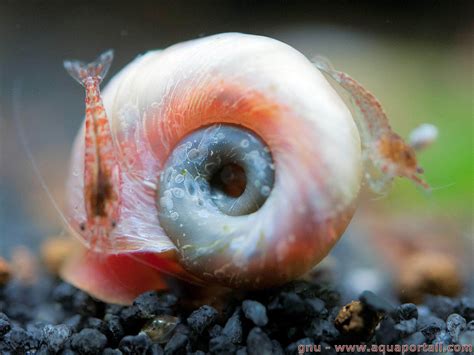 Planorbidae に対する画像結果