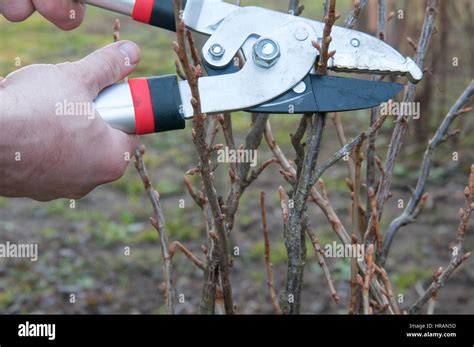Image result for How to Trim Currant Bushes