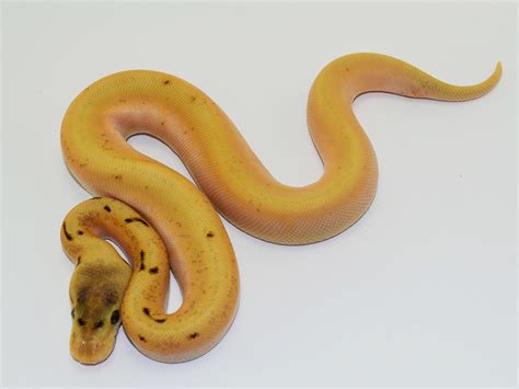 Toradh íomhá ar Spider Enchi Ball Python