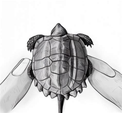 Snapping Turtle Sketch に対する画像結果