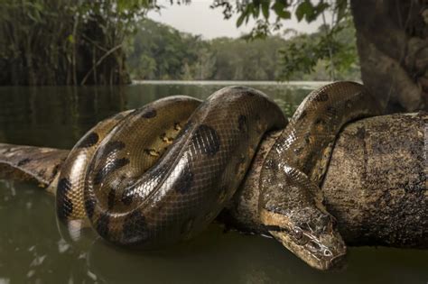 Python's with Legs in Amazon Forest に対する画像結果