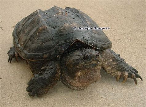 Florida Common Snapping Turtle-साठीचा प्रतिमा निकाल