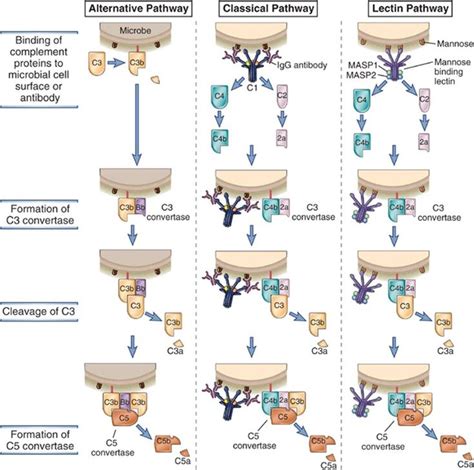 Image result for Phagocytic Process Alternative Complement Cascade