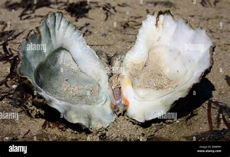 Image result for Open Giant Clam Shell