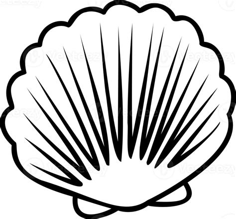 Image result for Shell with Line Design