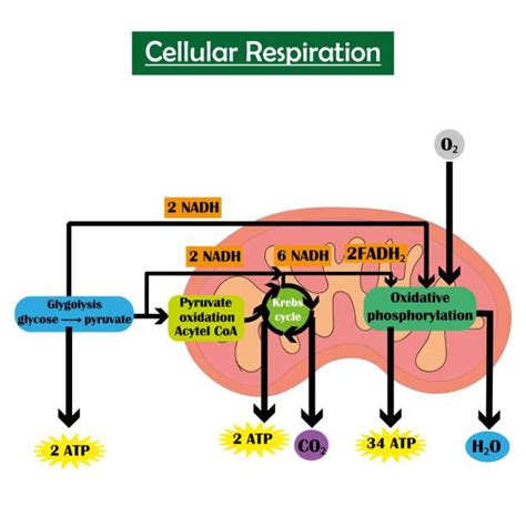 Afbeeldingsresultaten voor Celllar Respiration Model Mlabeled