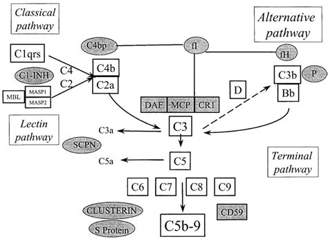 Image result for Complement Cascade Factor H
