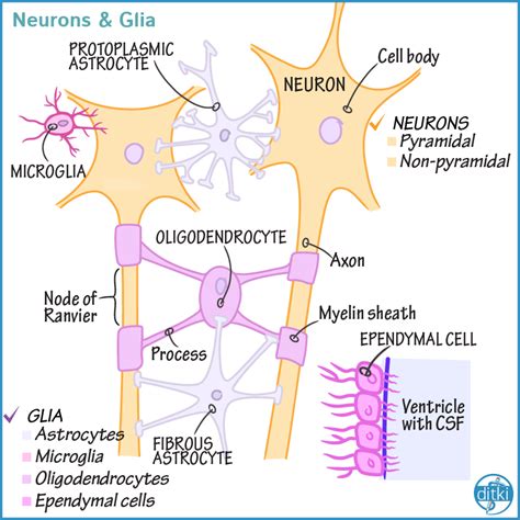 Neurons & Glia | Nervous system anatomy, Biology notes, Cell processes
