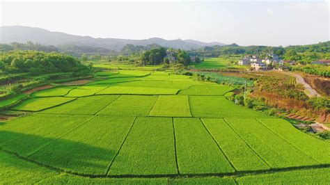 Image result for Background Java Rice