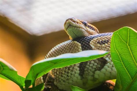 Toradh íomhá ar Female Ball Python Tail