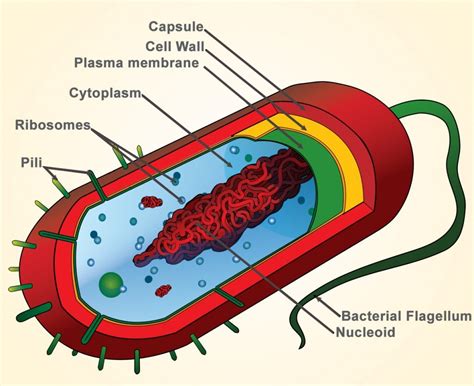 Image result for Structure of Bacteria Life Science