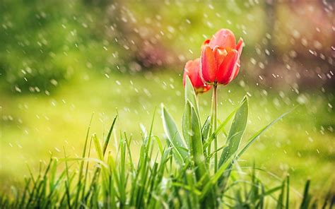 Spring Rain Desktop Wallpapers - Top Free Spring Rain Desktop ...