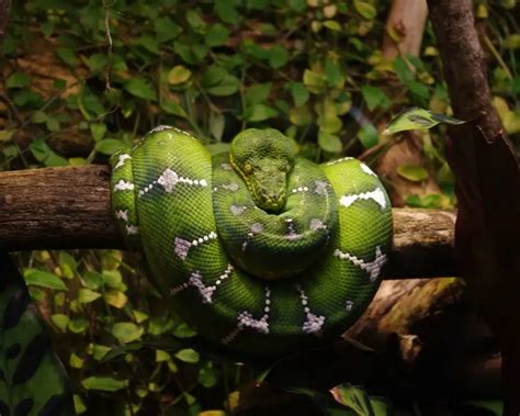 Image result for Emerald Tree Boa Habitat
