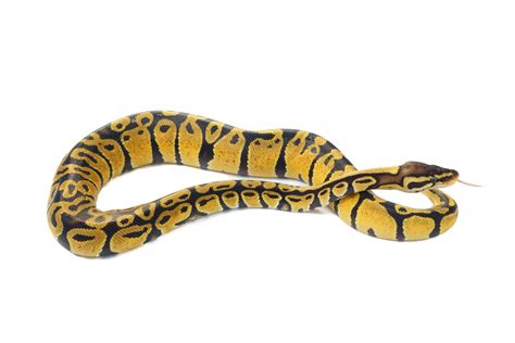 Image result for White Ball Python Background HD