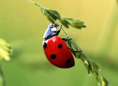 Toradh íomhá ar Symbols of Forgiveness Meaning