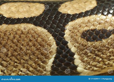 Image result for Close Up of Python Skin
