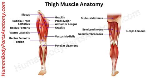 Image result for Thigh Muscles Side View
