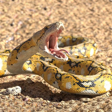 Yellow Python Snake Design に対する画像結果