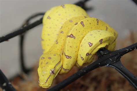 Green Python Hatchlings に対する画像結果