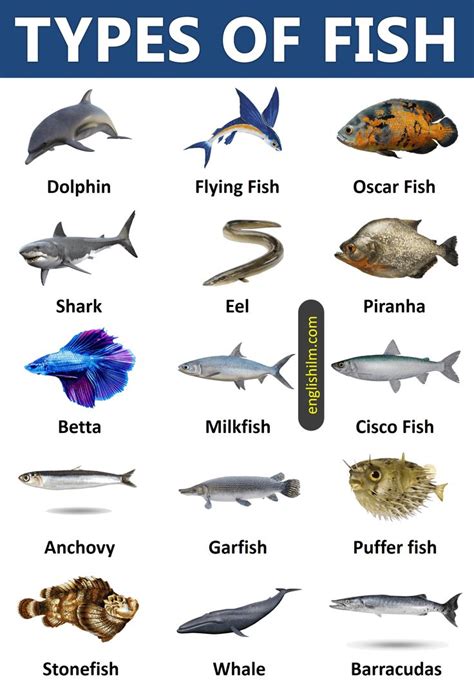 Different Types of Fish around the World に対する画像結果