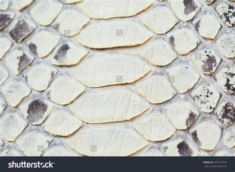 Desert Python Skin に対する画像結果