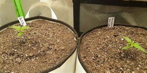 Image result for Growing a Autoflower