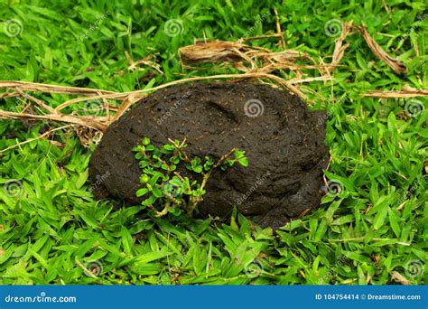 Image result for Cow Poop
