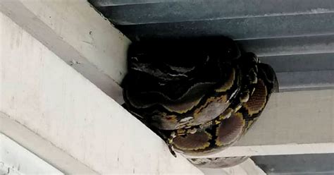 Image result for 7 Metre Python