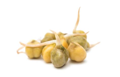 Image result for Sprouted Chickpeas