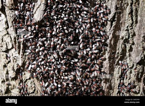 Afbeeldingsresultaten voor Bark of a Lime Tree