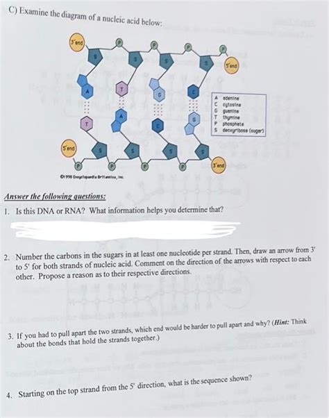 Afbeeldingsresultaten voor Nucleic Acids Homework